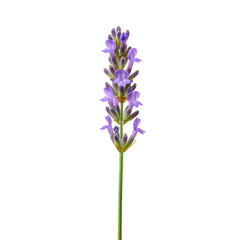 Naklejka premium Fresh Lavender Sprig with Purple Blossoms on a Transparent Background, PNG format