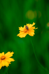 Various chrysanthemums and close-ups