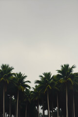 Fototapeta premium Tropical palm trees at different times of the day on a scenic beach