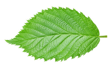 leaf isolated on white background Clipping path