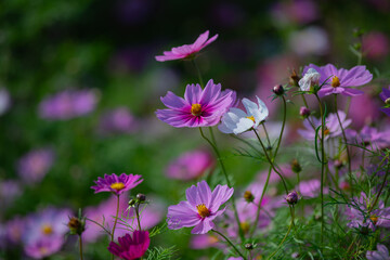 Fototapeta premium Various chrysanthemums and close-ups