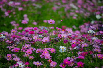 Various chrysanthemums and close-ups