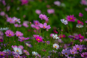 Obraz premium Various chrysanthemums and close-ups