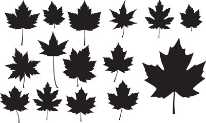 Fototapeta premium Canadian Maple Leaf Silhouettes