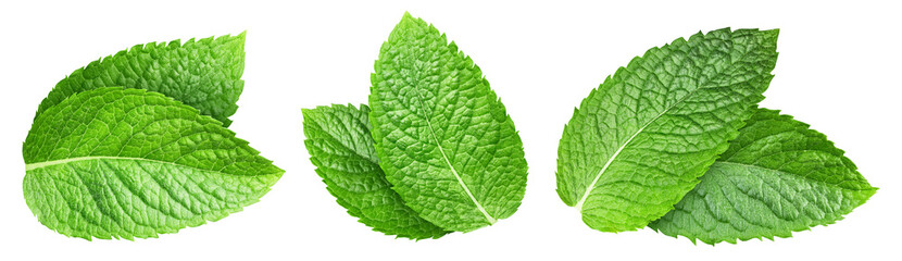Mint leaves isolated on white macro studio photo © Maks Narodenko