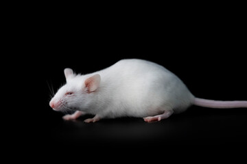 white laboratory mice on sleeping black background,albino mouse,side view

