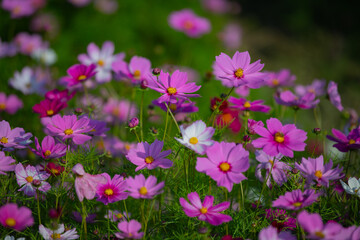 Various chrysanthemums and close-ups