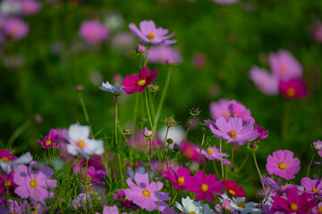 Various chrysanthemums and close-ups