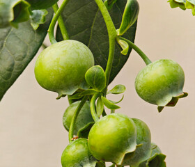 Fresh blueberry in the garden