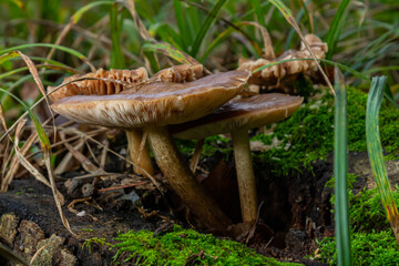 Exploring Neofavolus alveolaris and Psathyrella mushrooms growing on a decaying log surrounded by green grass in a forest setting