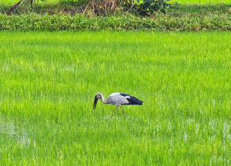 Bird openbill in the grassland