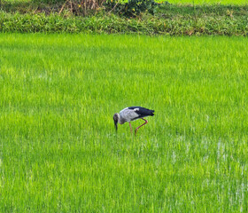 Openbill in the grass or green field