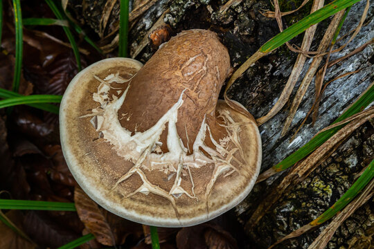 Fomitopsis betulina mushroom growing on a decayed tree trunk in a lush forest setting during late afternoon in autumn season