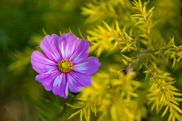 Various chrysanthemums and close-ups