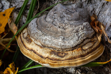 Fomitopsis pinicola, is a stem decay fungus common on softwood and hardwood trees. Its conk fruit body is known as the red-belted conk. The species is common throughout temperate Europe and Asia