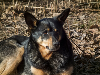 A black dog with tan markings sits on the ground on a sunny day
