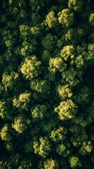 Naklejka premium Aerial view of a lush green forest with yellow green highlights, showing a dense canopy of trees from above.