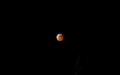full cold blood moon back branch tree night sky