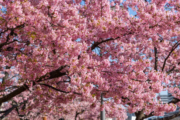 満開の河津桜