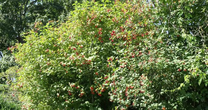 European Cranberrybush or guelder rose (Viburnum opulus), bushy tree with profusion of clusters of red berries and dark green lobed foliage grown as ornamental hedge