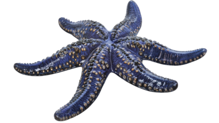 Colorful blue starfish resting on a sandy ocean floor during low tide in a tropical marine environment