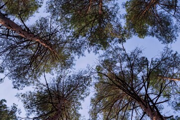 Branches and crowns of pine trees against the blue sky. Beautiful view of the forest. Tree branches in the forest. Nature and environment concept.