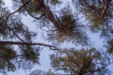 Branches and crowns of pine trees against the blue sky. Beautiful view of the forest. Tree branches in the forest. Nature and environment concept.