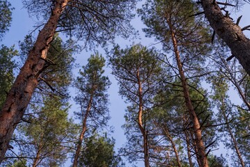 Branches and crowns of pine trees against the blue sky. Beautiful view of the forest. Tree branches...