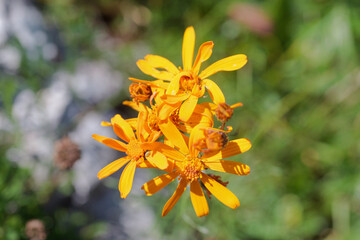 Close up of the Senecio abrotanifolius, Eberrauten-Greiskraut