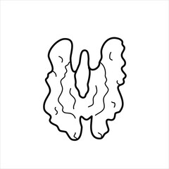 Vector line illustration of a half of a walnut.