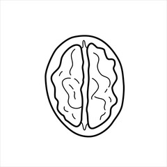 Vector line illustration of a half of a walnut in the shell.