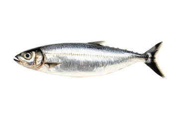 Naklejka premium Fresh sardine fish with detailed scales and fins isolated on white transparent background, symbolizing canned seafood