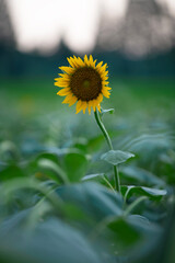 Golden sunflower and close-up