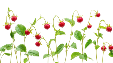 Fresh red radishes grow on green plants in a bright, natural setting, showcasing the beauty of healthy produce