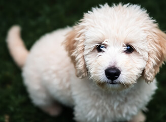adorable cream-colored fluffy puppy
