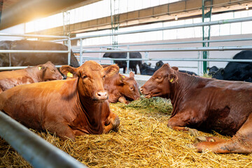 Young brown cows indoors in a barn on a livestock farm