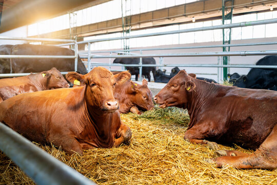 Young brown cows indoors in a barn on a livestock farm