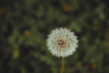 Dandelion flower and close-up