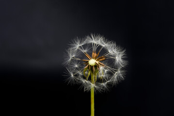 Dandelion flower and close-up