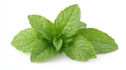 Fresh green mint leaves isolated on white background. Vibrant color, detailed texture, close up view.