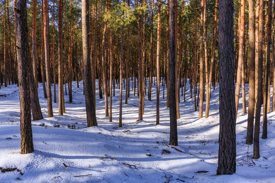 Landscape of snowy forest near the beach in Mikoszewo. Poland