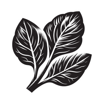 Monochrome botanical illustration showcasing sorrel leaves with vector design