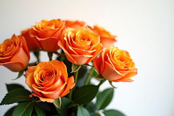 Beautiful orange roses on white background, perfect for floral designs or romantic concepts.