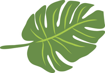 A green tropical monstera leaf illustration