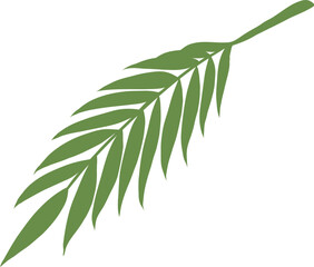 Green Palm Leaf Isolated on White Background