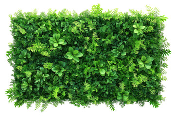 Obraz premium Fresh green tea leaves on transparent background creating natural border