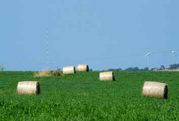 Obraz premium hay bales in a field, Hay bales (round bales). A characteristic agricultural landscape in Nurra, the plain between Alghero and Sassari. Sardinia. Italy.