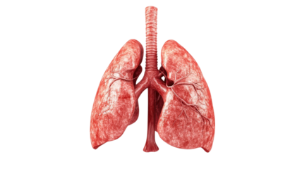 3D model illustrating the structure of human lungs in detail with clear anatomical features and realistic texture