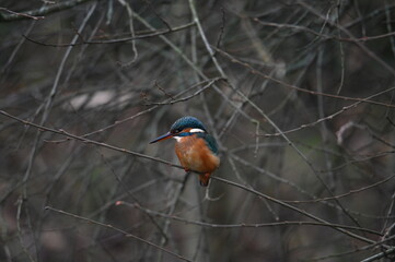 Kingfisher on a branch