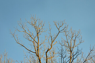 Leafless tree branches on a blue sky background in rays of the setting sun . Early spring environment. Free copy space. 
